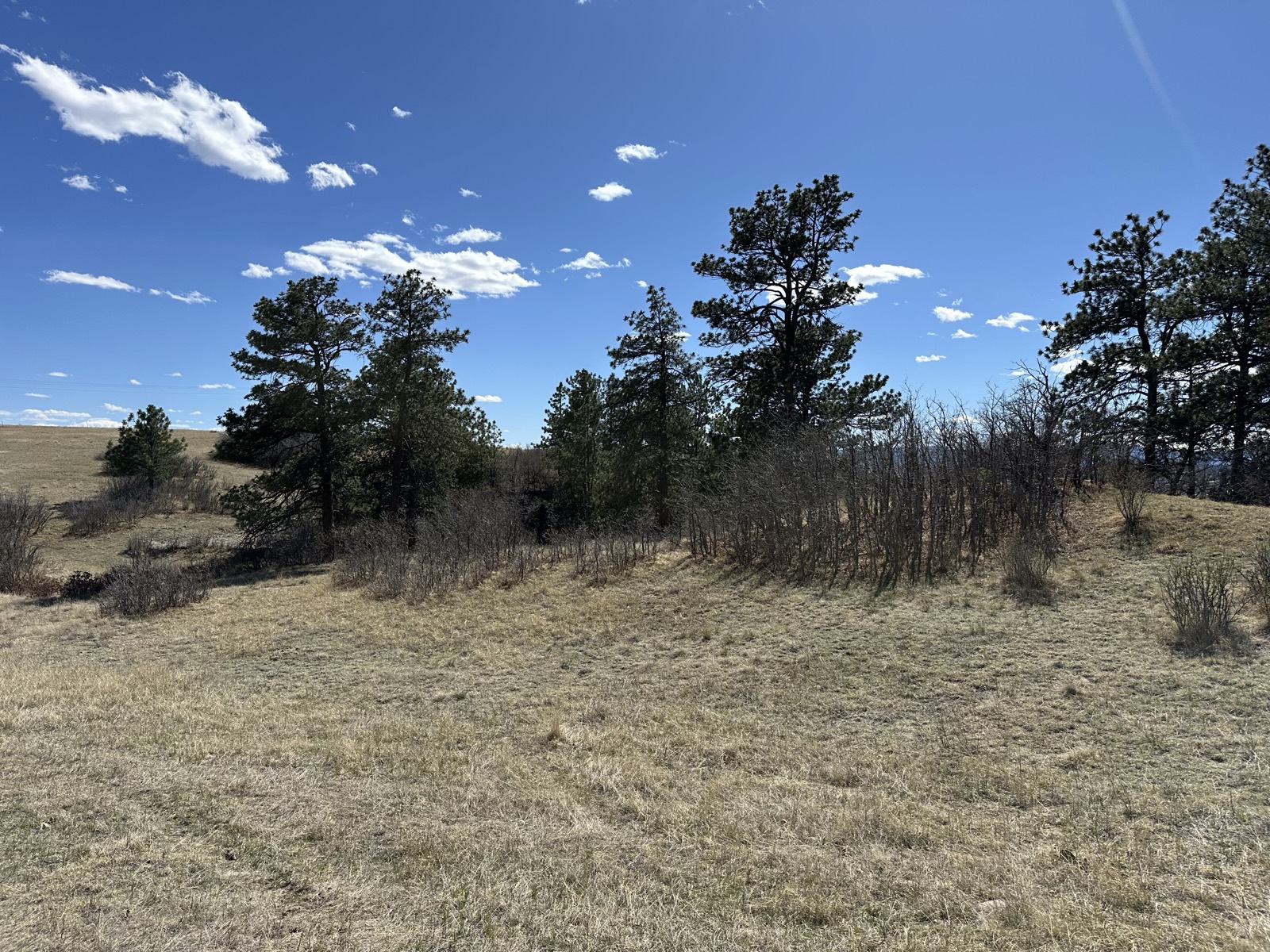 Open meadow and pines on the property